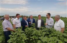 "Сингента" локализует в Самарской области производство семян гибридов подсолнечника