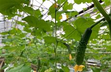 Ульяновское АО "Тепличное" представило опыт по работе с ИИ на всероссийском форуме