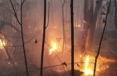 Под Самарой и в Тольятти тушат два крупных лесных пожара