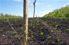 Предприятие "Сургутское" расширяет плантации черной смородины