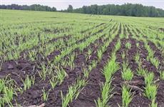 В Ординском округе готовится к вводу в эксплуатацию завод по производству витаминно-травяной муки