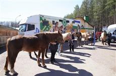 По просьбам бойцов СВО из Уфы в ДНР отправили 10 лошадей 