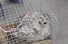 В Самаре спасена сова, которую атаковали вороны