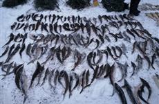 На пойманных ранее с краснокнижной стерлядью браконьеров возбудили дело