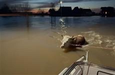 "Беременную корову перевозили на плоту": волонтеры спасали животных в подтопленной Бариновке