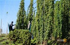 В Чувашии самая высокая урожайность хмеля за последние 20 лет 