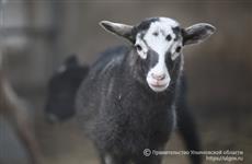 Фермеры из Ульяновской области осваивают новое производство сыров из овечьего молока