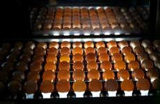 Производство яиц в Башкортостане выросло на 33,6%