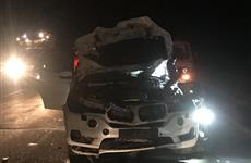 Водитель BMW насмерть сбил лося в Самарской области