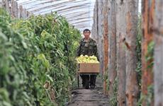 Владелец китайских теплиц легализует самозахваты