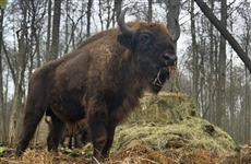 10 зубров поселились в Мордовском заповеднике