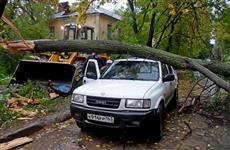 В Самаре ветер повалил дерево на мужчину