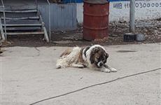 В Самарской области установили требования к содержанию домашних животных