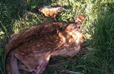 В Самарской области поймали браконьеров, незаконно убивших пятнистого оленя