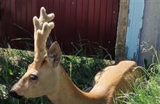 В Красноярском районе спасли раненую косулю