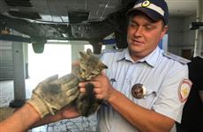 Сотрудники ГИБДД спасли котенка, забравшегося в машину