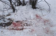 Мертвый лось в нацпарке: лужи крови и сомнительная экспертиза
