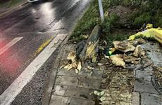 В Самаре дерево упало на 13-летнюю девочку