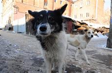 В Тольятти бездомные собаки съели человека