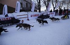 В Тольятти стартовала гонка на собачьих упряжках "Волга Квест"