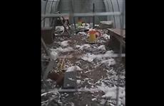 В Зубчаниновке бродячие собаки уничтожили 150 голов птицы в одном из хозяйств