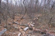 Двух мужчин подозревают в незаконной вырубке леса в Самарской области