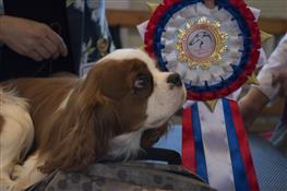 В Самаре прошла крупная выставка с участием самых редких и дорогих пород собак 