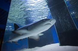 ТЦ "АМБАР" захватил рыбный десант во главе с самой настоящей акулой