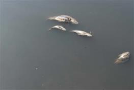 Гибель рыбы в пруду близ Нового Буяна