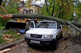 В Самаре на ул. Гая на автомобиль упало дерево