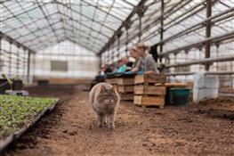 Как выращивают цветы для озеленения Самары