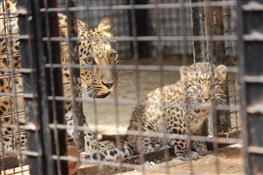 В самарском зоопарке родились леопарды вымирающего вида