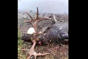 В "Самарской луке" нашли убитого лося