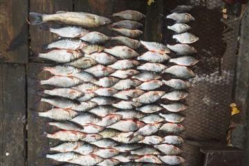 Полицейские задержали нескольких рыбаков-браконьеров в Самарской области