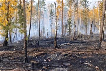 В Тольятти тушат низовой пожар в лесу