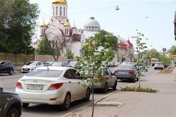 В центре Самары высадили новые деревья