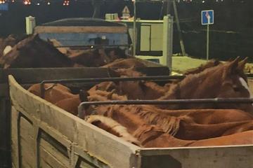 Самарские таможенники предотвратили вывоз табуна лошадей в Казахстан