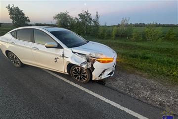В Самарской области произошло ДТП с лосем
