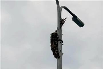 В Тольятти спасли сову, застрявшую на фонарном столбе