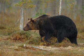 Нейросеть защитит жителей Крайнего Севера от неожиданных встреч с бурыми медведями