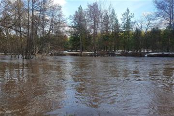 Из-за разлива реки Самары затопило 11 тыс. га Бузулукского бора
