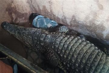 Самарские таможенники не пустили за границу крокодила Бакса