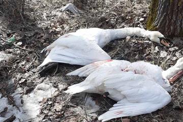 В Самарской области браконьеры застрелили лебедей