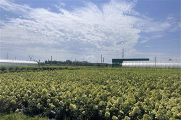 Сделано в Самарской области: как региональный садовый центр осваивает зарубежные рынки