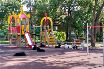 Бродячие собаки оккупировали детскую площадку на ул. Партизанской и покусали ребенка