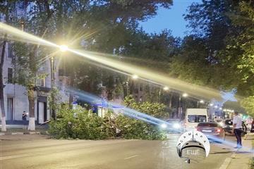 В центре Самары упавшее дерево повредило сразу три авто