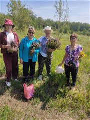Пожилые жители Кошкинского района собирают лечебные травы