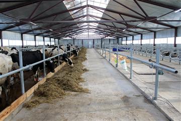 Роботизированную ферму на 140 молочных коров построили в Нижегородской области при поддержке государства