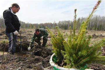 В Самарской области в 2022 году увеличат площадь восстановления леса почти до 770 га