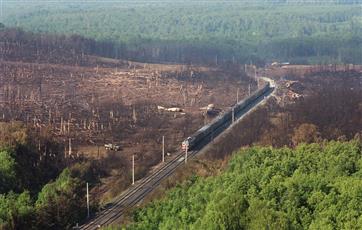 Площадь восстановления лесов в Башкирии вырастет на 24% по нацпроекту до 2024 года